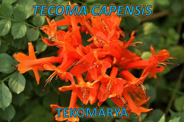 uploads/29032023181227/TECOMA CAPENSIS (6).JPG